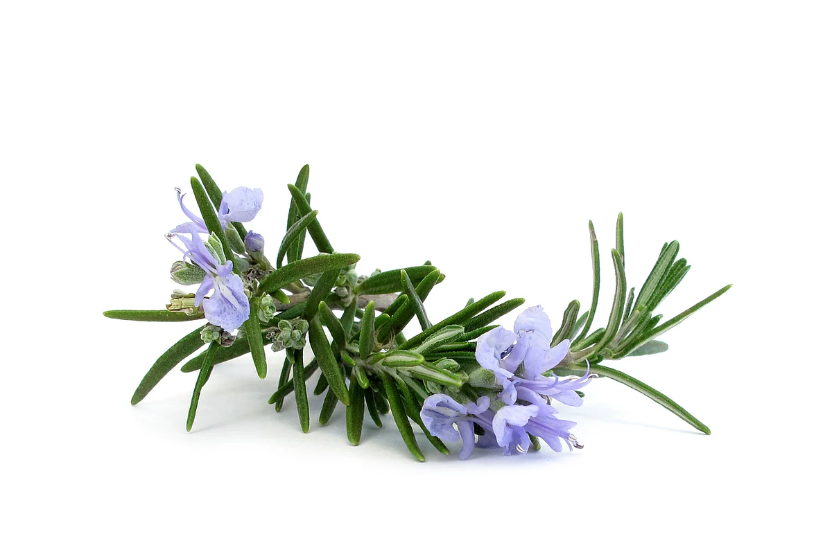 Rosemary has potent antioxidant and anti-inflammatory agents.