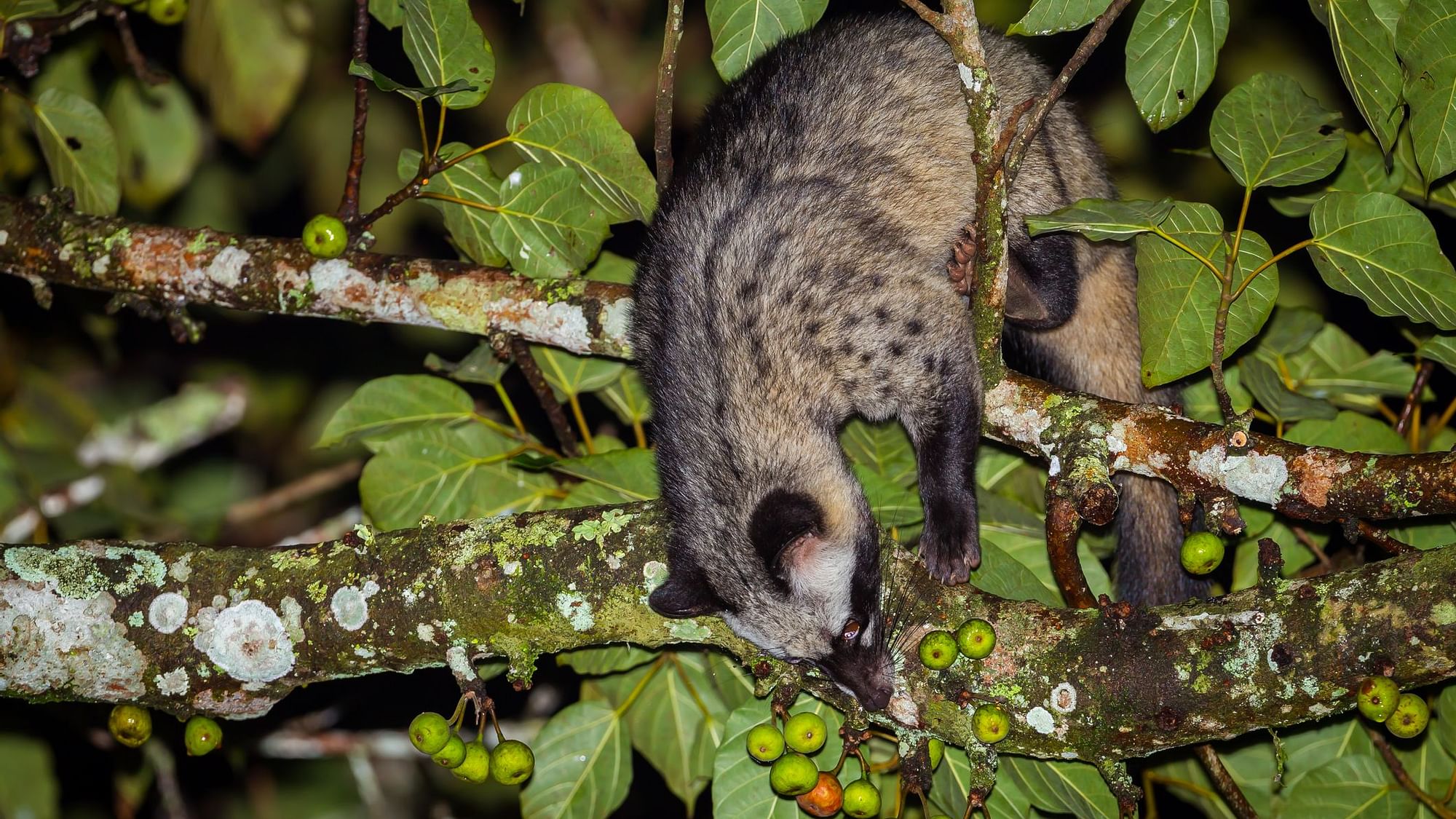 Consuming Civet coffee everyday has a lot of health benefits