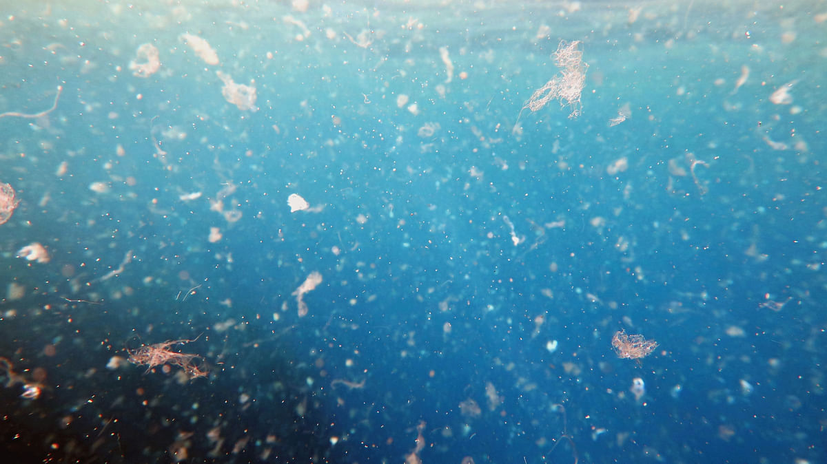 WHO Says Not to Panic Yet, But Can Microplastics be Dismissed? 