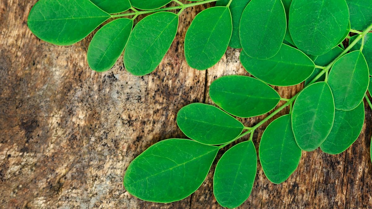 Here Are Seven Reasons Why Moringa Is the Superfood We All Need
