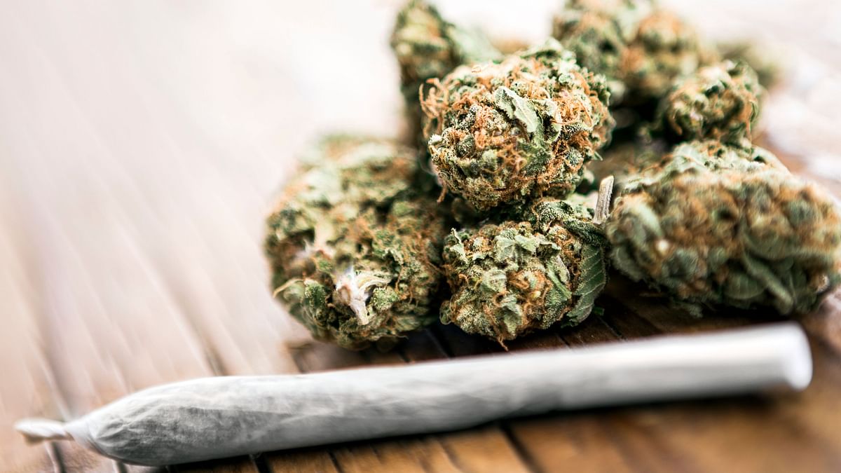 Cannabis Could Cause Lifelong Mental Diseases Like ‘Schizophrenia’