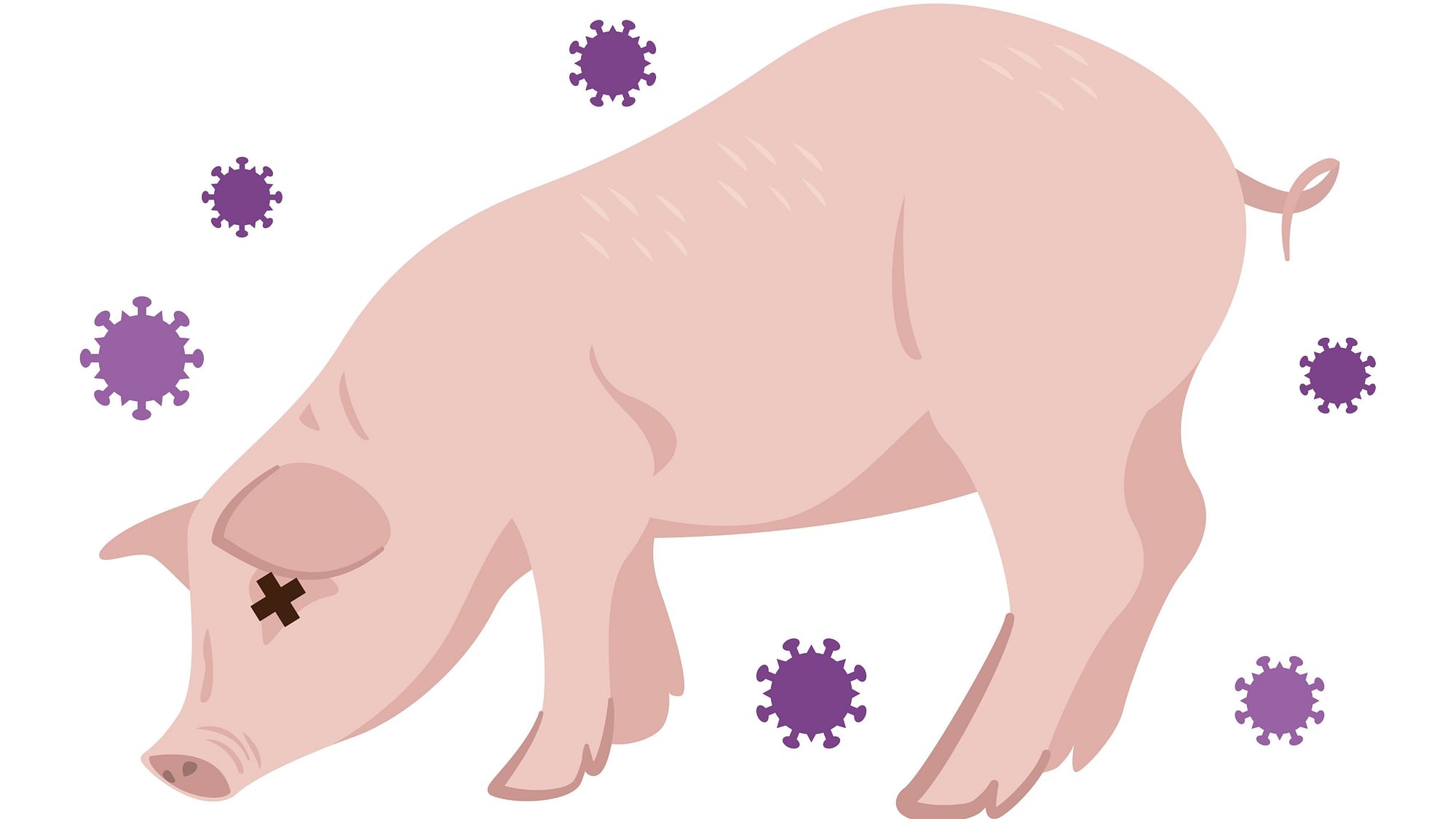 Scientists are working to develop a vaccine to help guard the world’s pork supply as a deadly virus ravages Asia’s pig herds