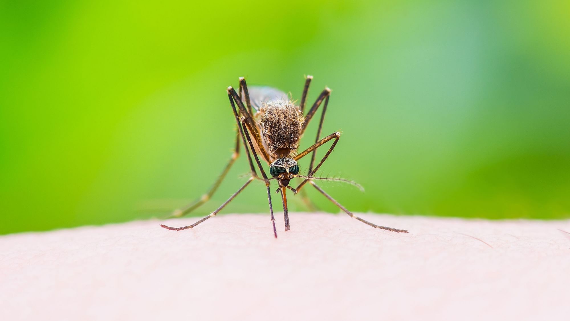 Dengue is ravaging Southeast Asia this year due in part to rising temperatures and low immunity to new strains.
