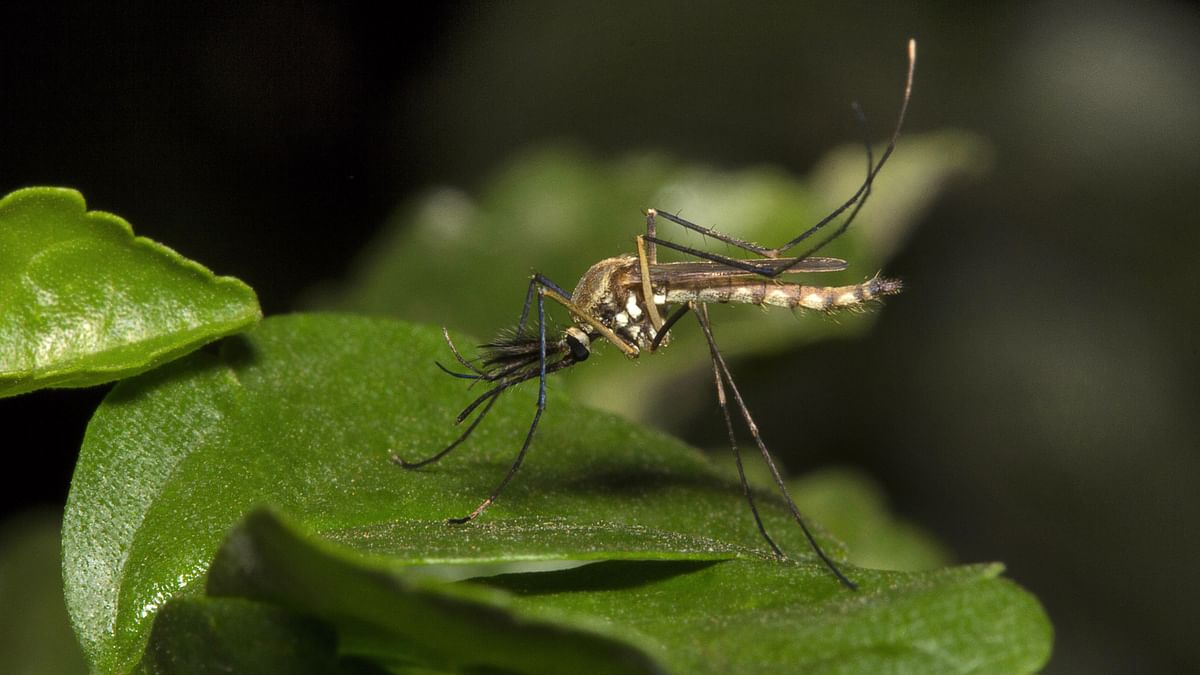 Scrub Typhus vs Dengue: Know Your Symptoms 