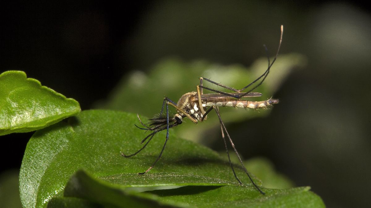 Fear of Dengue Outbreak Looming in Waterlogged Patna
