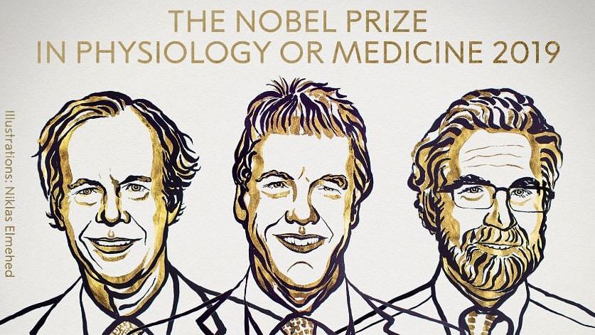 The Nobel Prize in Medicine was awarded to three American scientists for their discoveries of how cells sense and adapt to oxygen availability.