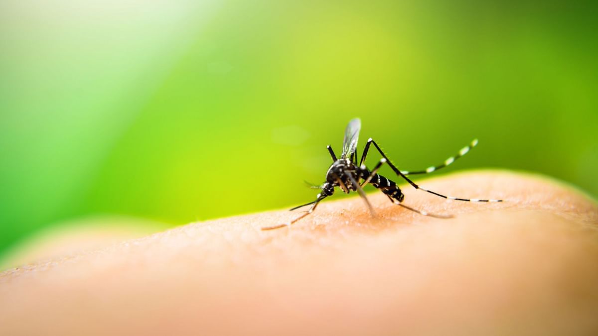 India had 2.6 million fewer malaria cases in 2018: World Malaria Report 2019