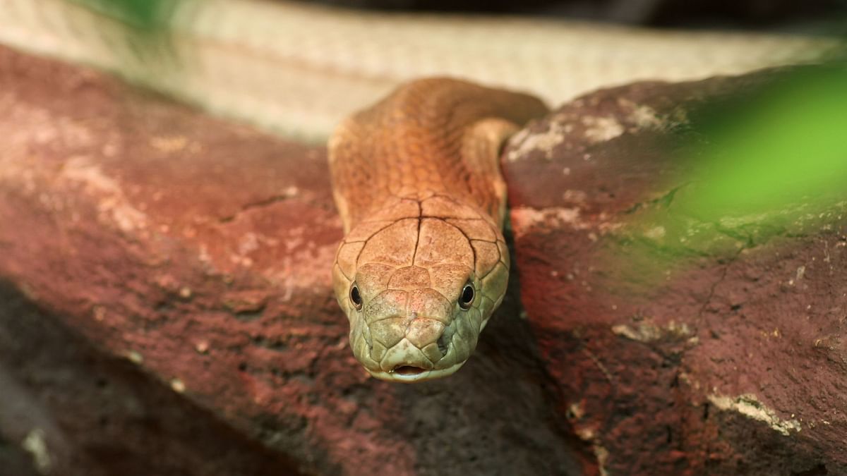 Snakes – the Chinese krait and the Chinese cobra – may be the original source of the newly discovered coronavirus. &nbsp;