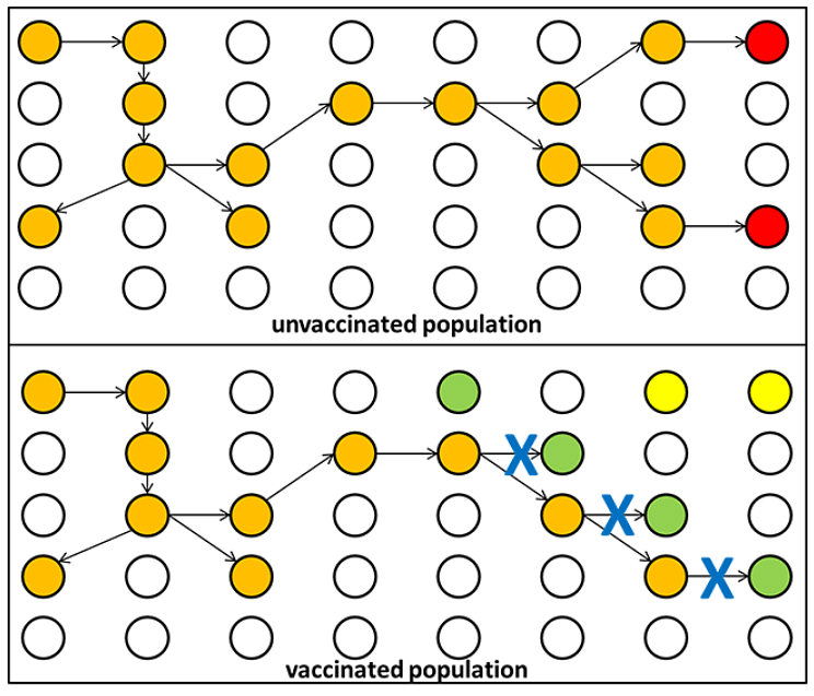 <i>People are shown as circles. Infectious agents (germs) spread between the people in orange, although they do not get severe disease. When the infection reaches people who are highly susceptible (red) they get the disease and can be very sick or die.</i><i>In the lower panel, the people in green have been vaccinated. This now protects those in yellow as well, who had previously got the infection and possibly the disease. Although the figure only shows a few people being vaccinated, in reality many people have to be vaccinated for herd immunity to work.</i>