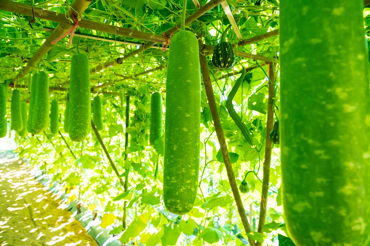 Bottle gourd is very helpful for diabetics