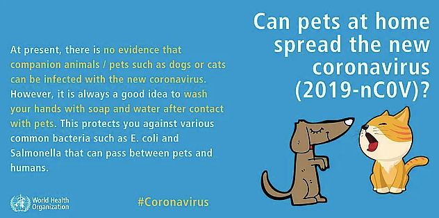 Don’t Abandon Your Pets! No Link That Animals Transfer COVID-19