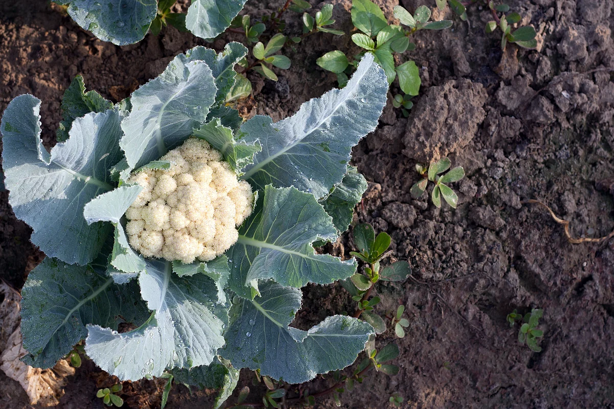 It is tasty and rich in proteins