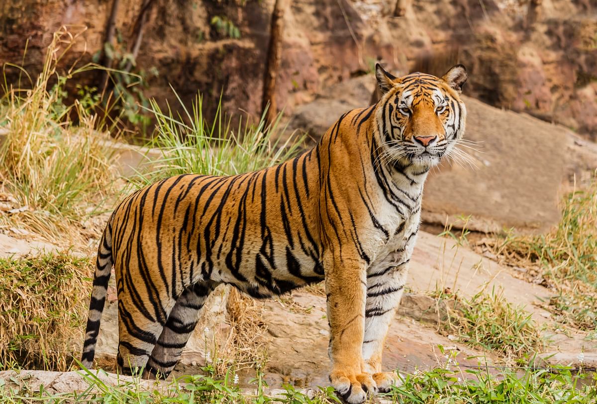 Indian Zoos On Alert After Tiger Tests Positive for COVID-19 in US