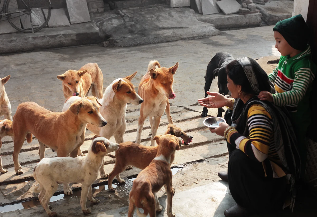 ‘The government has also recognized this, and veterinary services, street feeding – all continue to be essential services permitted during the lockdown.’