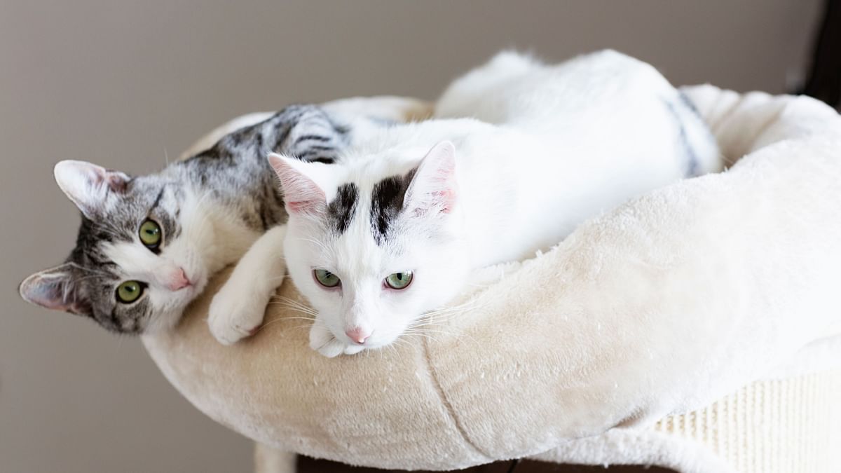 2 Pet Cats Test COVID-19 Positive in New York