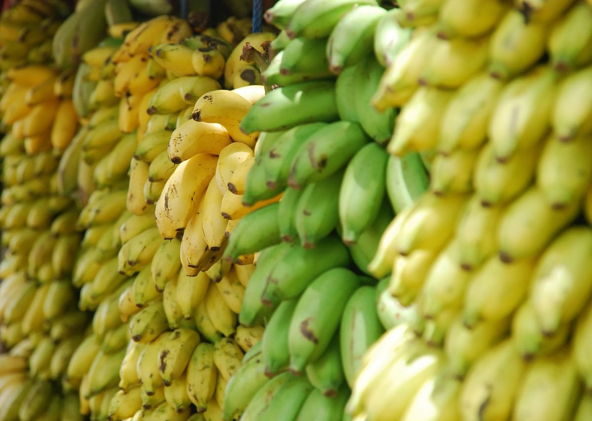 Banana: The Plant With A Thousand Uses