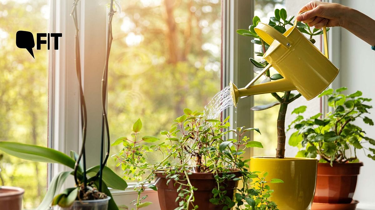 Has The Pandemic Turned You Into A Home Gardener?