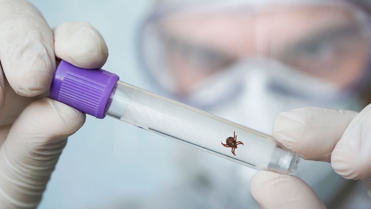 Explained: What is the New Tick-Borne Virus Emerging in China