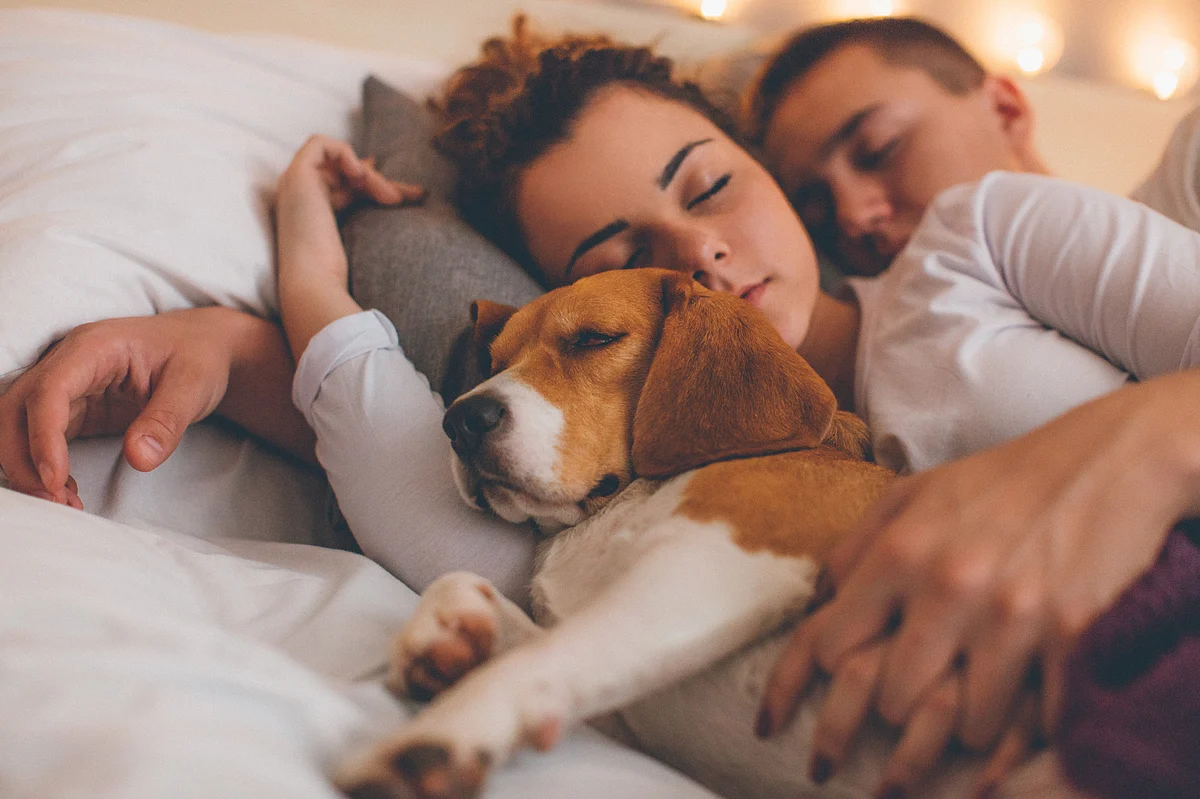 We love dogs. but we also need ‘our’ time.