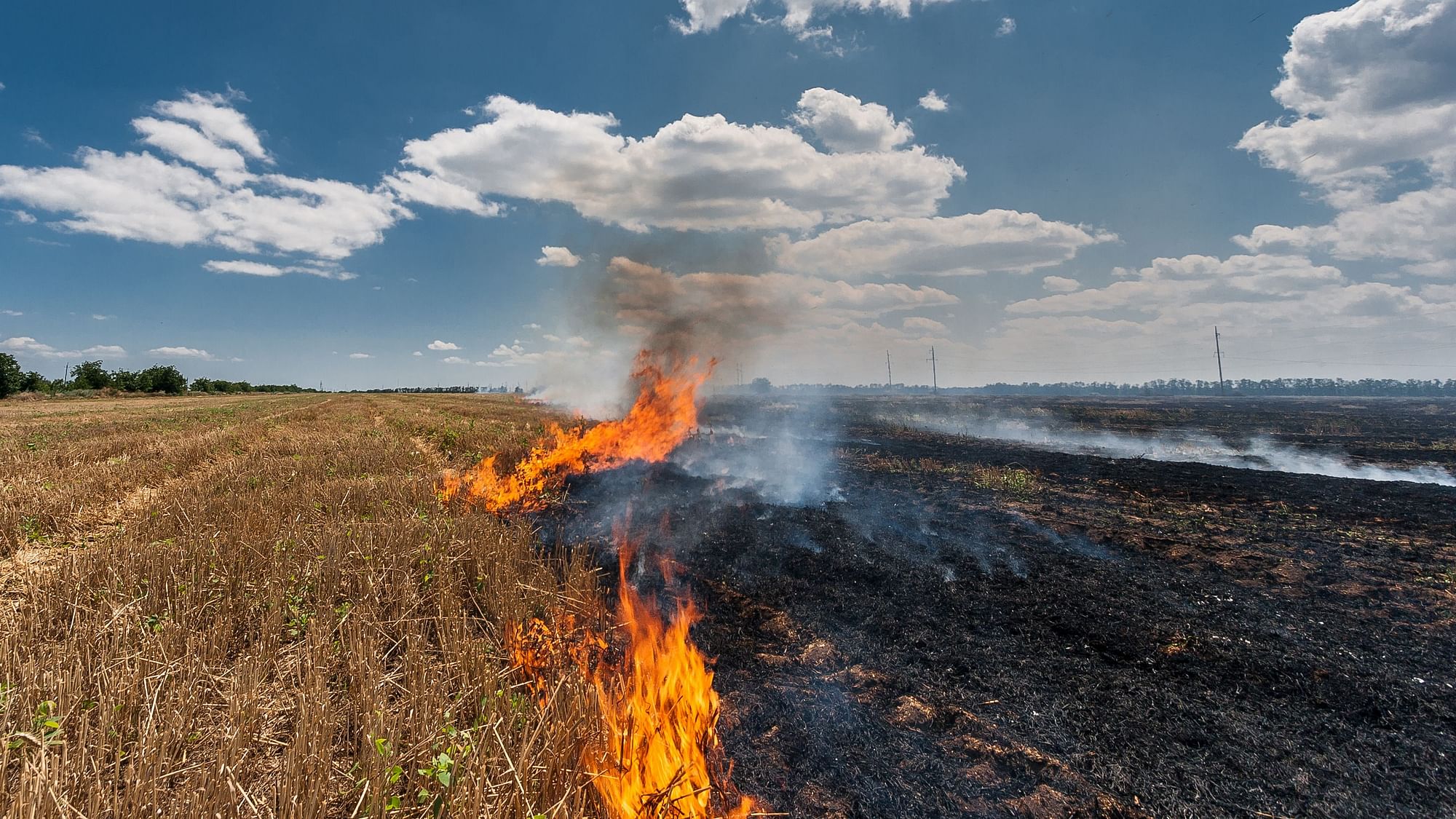 <div class="paragraphs"><p>Scientists point that current data alone is not enough to establish a decrease in stubble burning incidents. Why? </p></div>