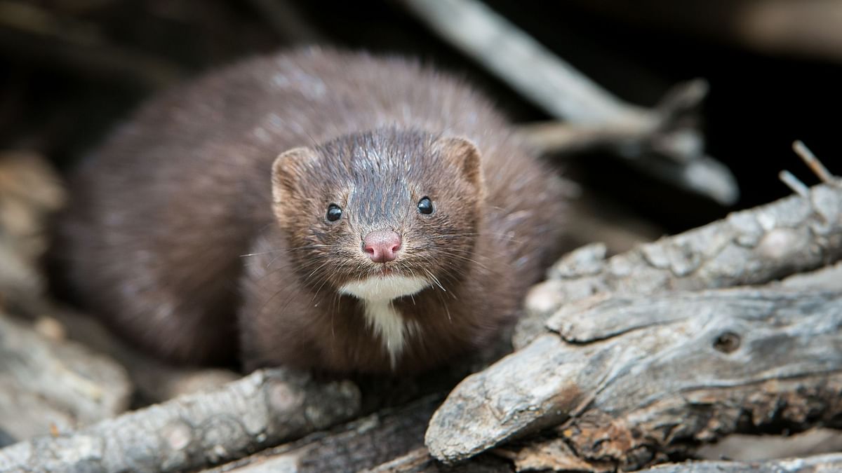 Farming Mink, Dogs, and Cats May Spur Disease Reservoirs: Study