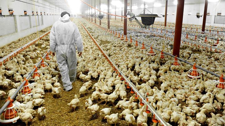 Avian Flu Detected at a Poultry Farm in Japan 