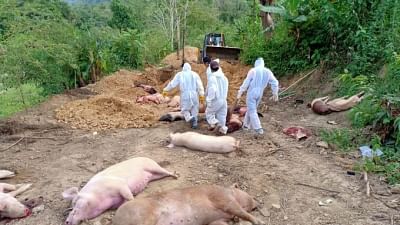 After Mizoram, African Swine Fever Breaks Out in Tripura