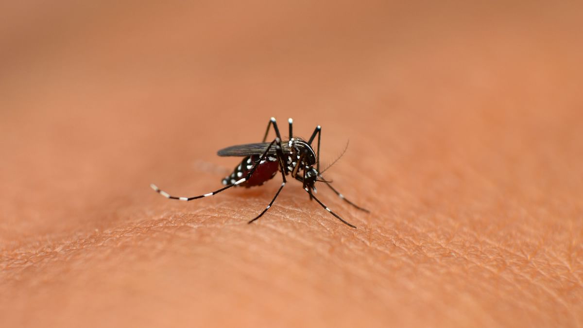 India Explores Climate Based Solutions to Help Eliminate Malaria