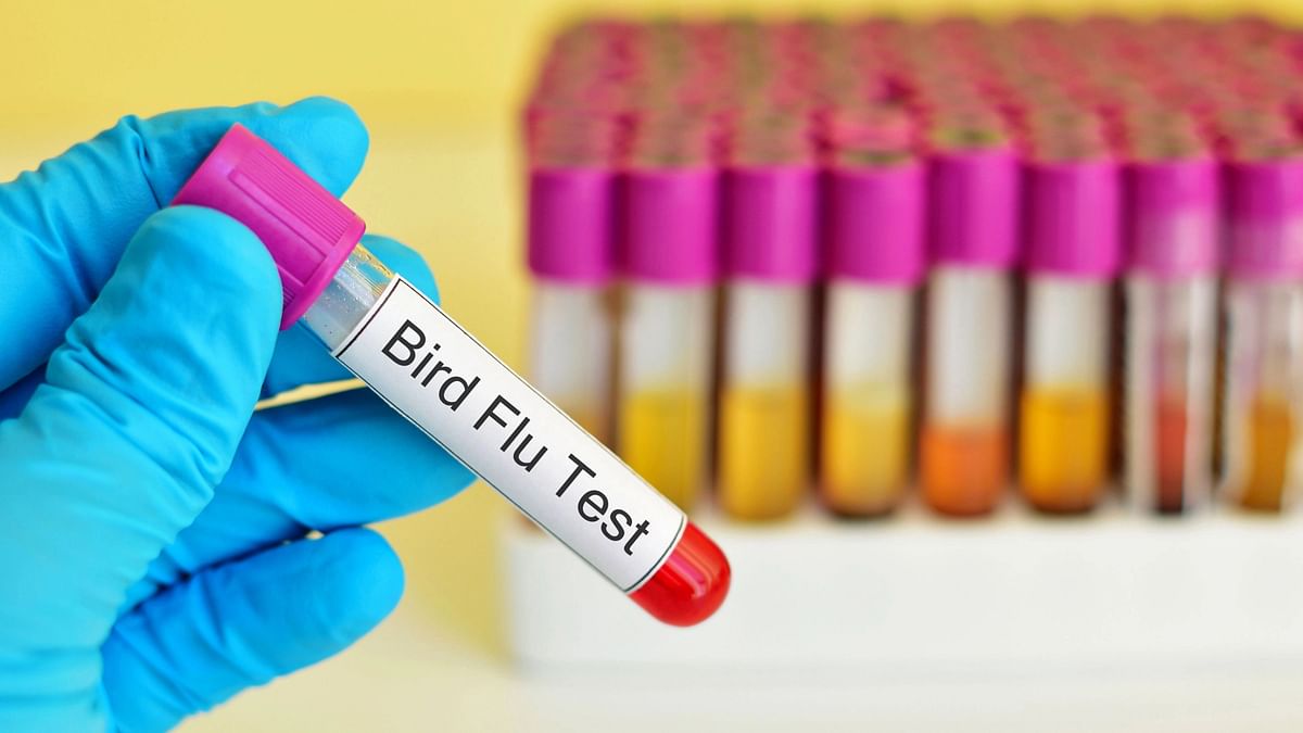 COVID के बीच भारत में Bird Flu से पहली मौत, क्या ये खतरे की घंटी है?
