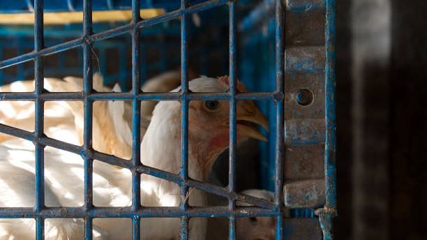 India Reports 2021's First Bird Flu Death 