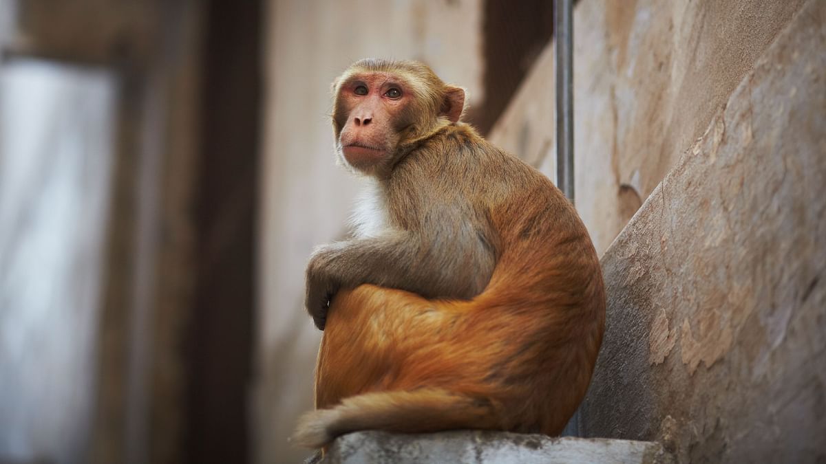 FAQ | What to Know About the Monkey B Virus 