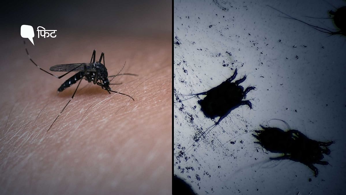 Dengue And Scrub Typhus Cases: डेंगू और स्क्रब टाइफस में क्या अंतर है?