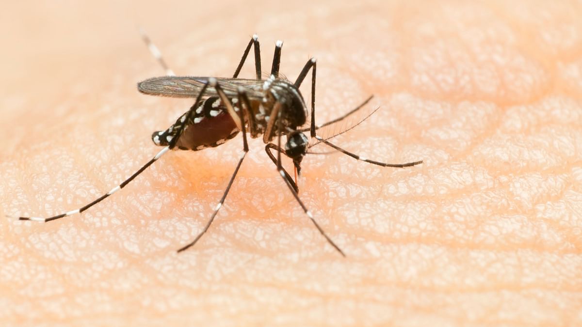 Amid Heavy Rains, Dengue Cases Spike in Chennai: Report