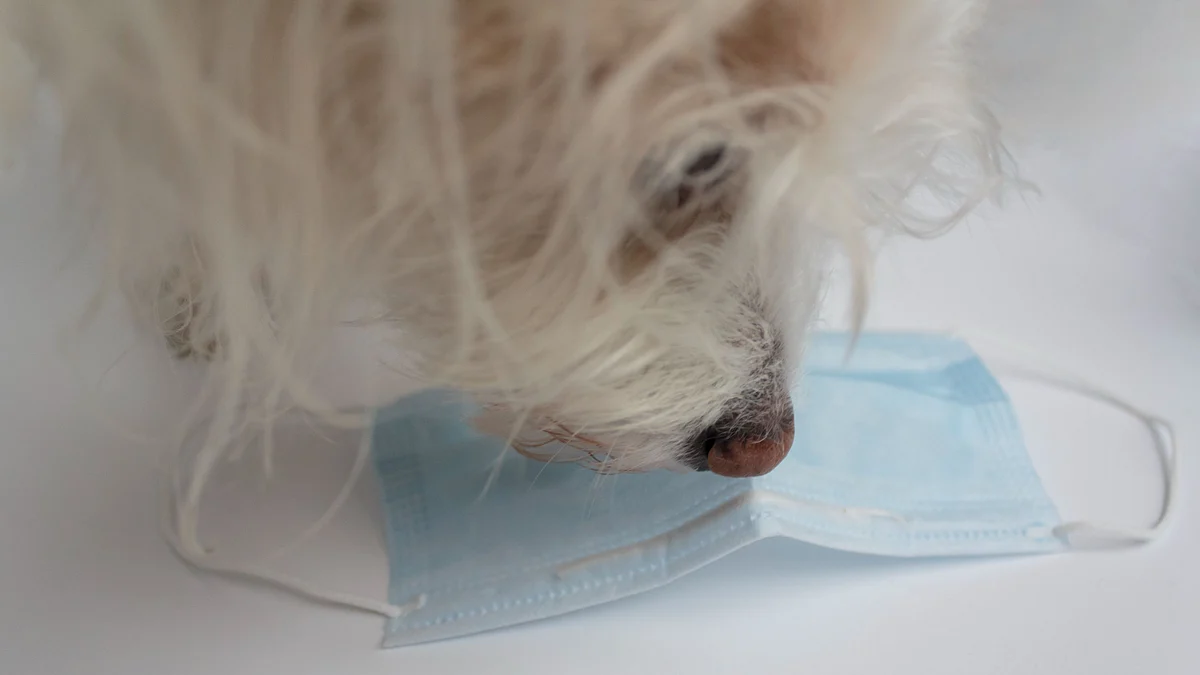 <div class="paragraphs"><p>Dogs are being trained to sniff masks in order to identify Omicron in humans.</p></div>