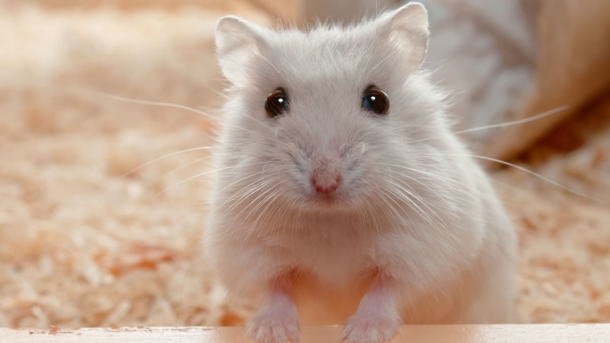 Hamsters Can Transmit COVID-19 Virus to Humans Too: Study