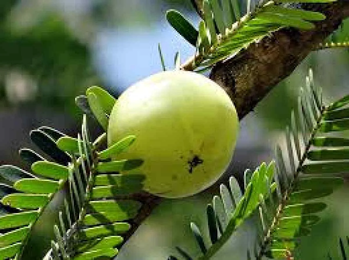 विटामिन सी से भरपूर आंवला.