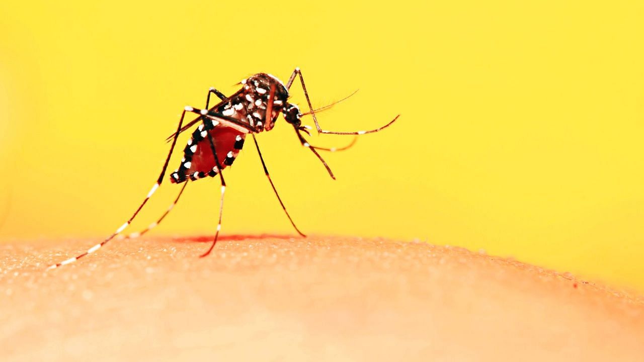 भारत में 16 मई को राष्ट्रीय डेंगू दिवस मनाया जाता है.&nbsp;