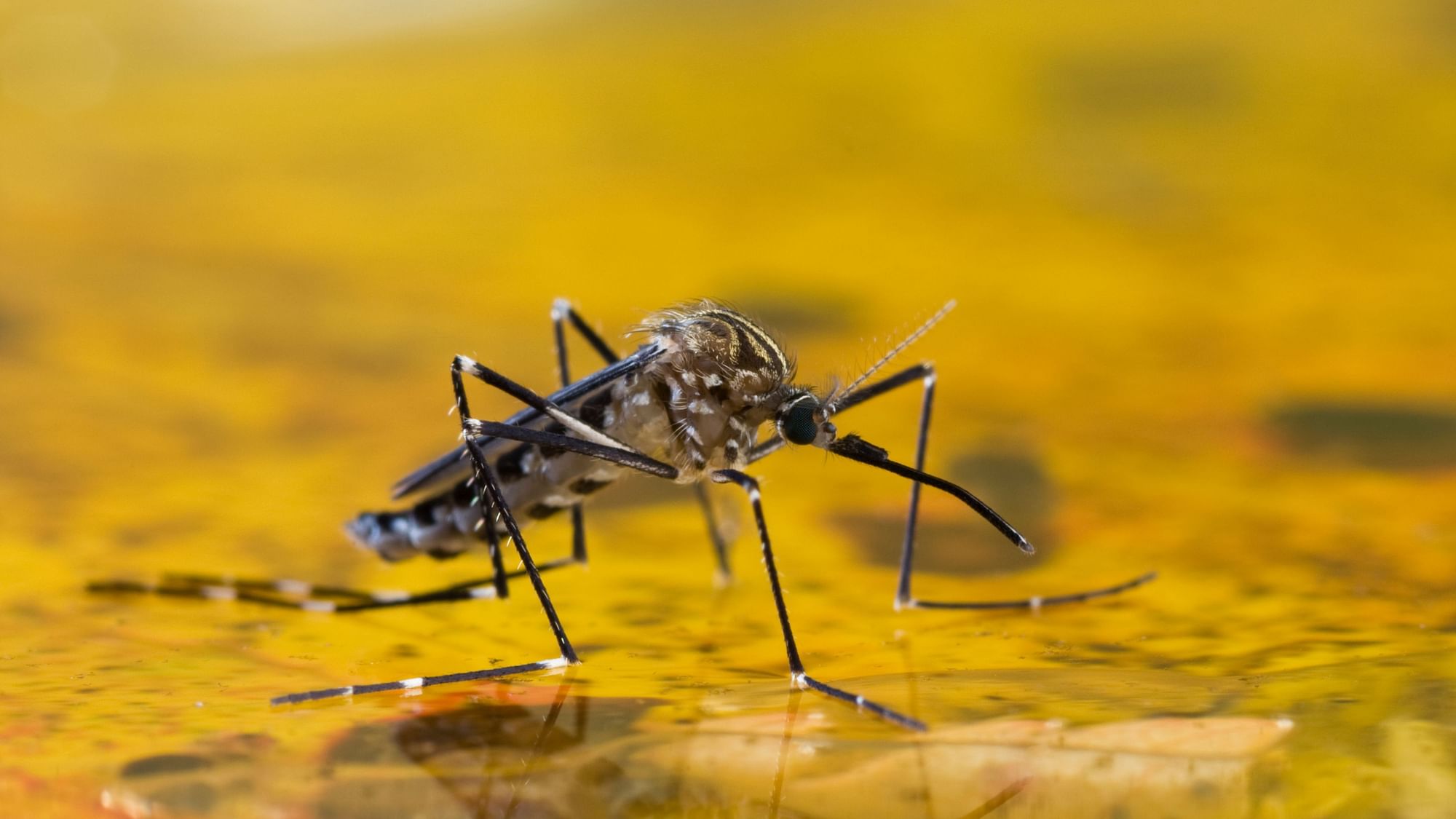 दुनिया भर की आधी से ज्यादा आबादी को मच्छरों से होने वाली बीमारियों का खतरा है.&nbsp;