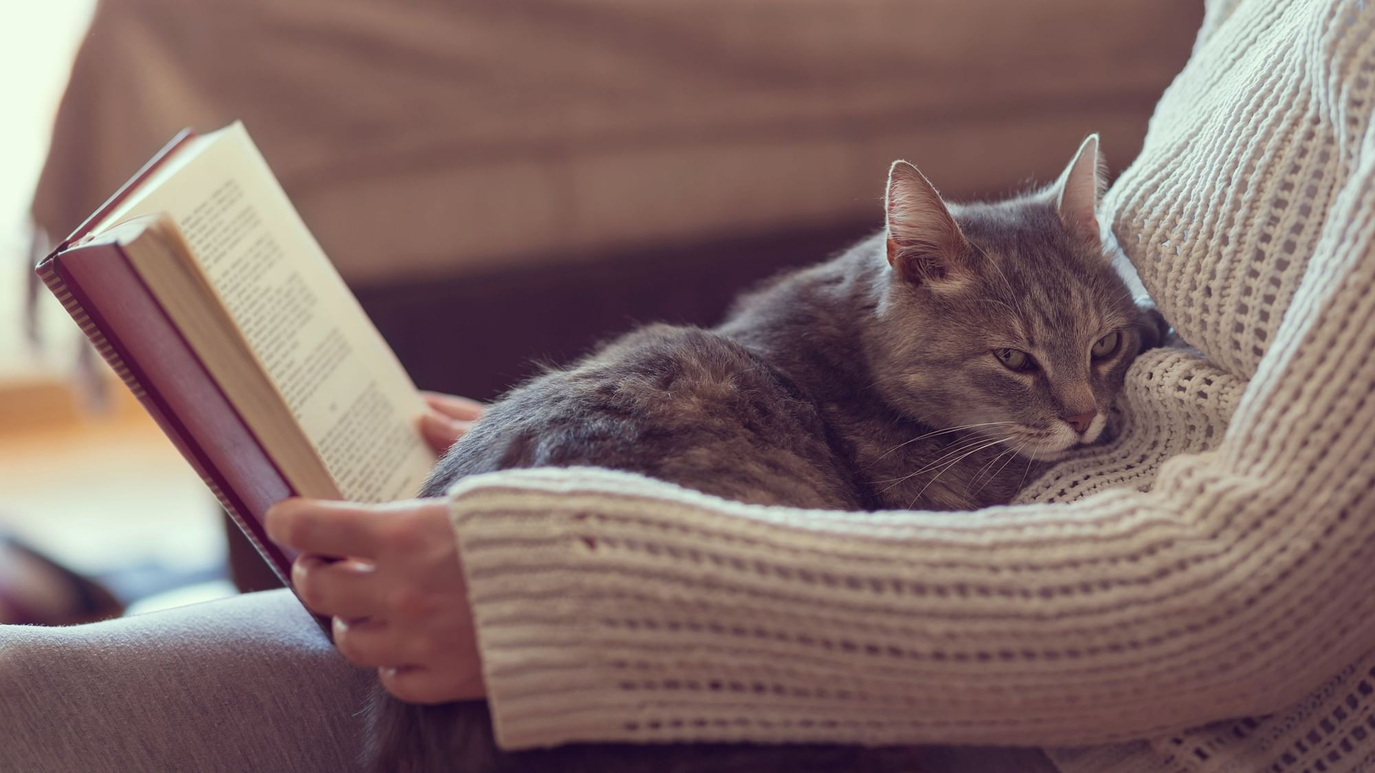 Scientifically Proven Health Benefits Of Having A Cat For Its Health