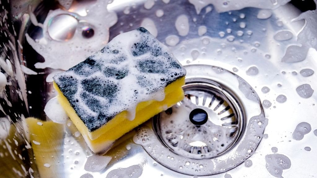 Viruses That Can Infect Bacteria In Kitchen Sponges Found By US Researchers   Kitchen Sponge 