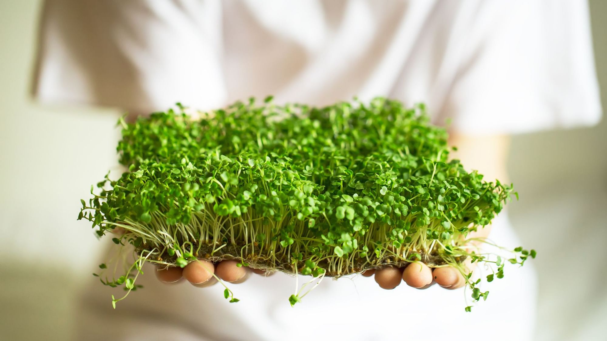 Why Microgreens are Important in our Diet