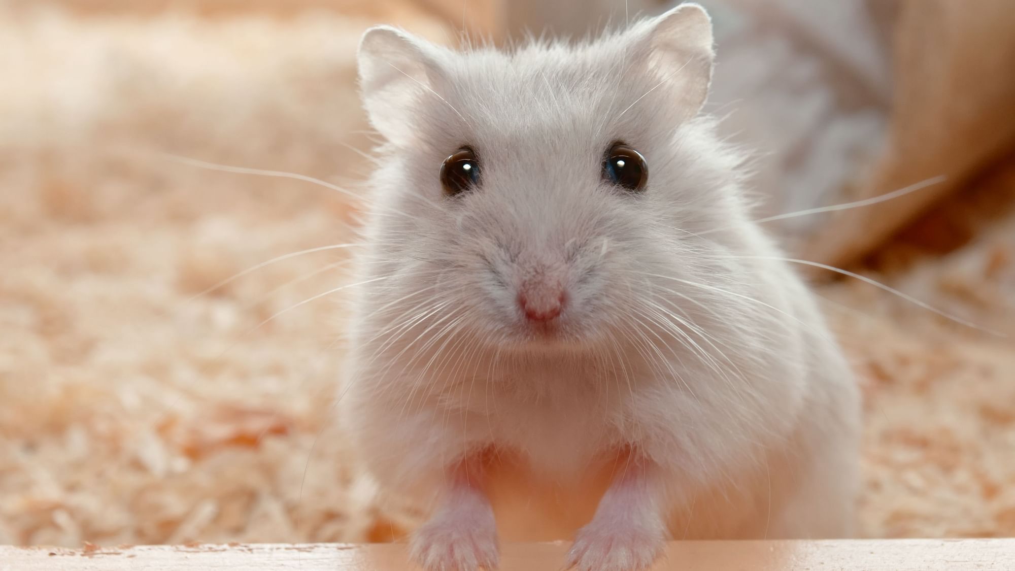 hamsters-can-transmit-covid-19-virus-to-humans-say-researchers