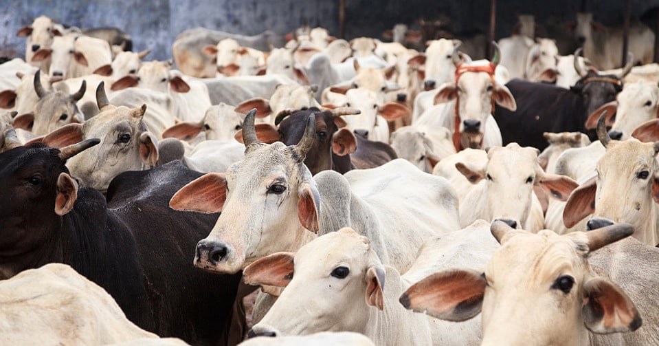 In Alwar, Gau Rakshaks Rob Muslim Dairy Farmer of 51 Cows