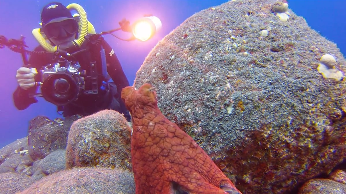 Watch Curious Octopus Plays HideandSeek With Diver