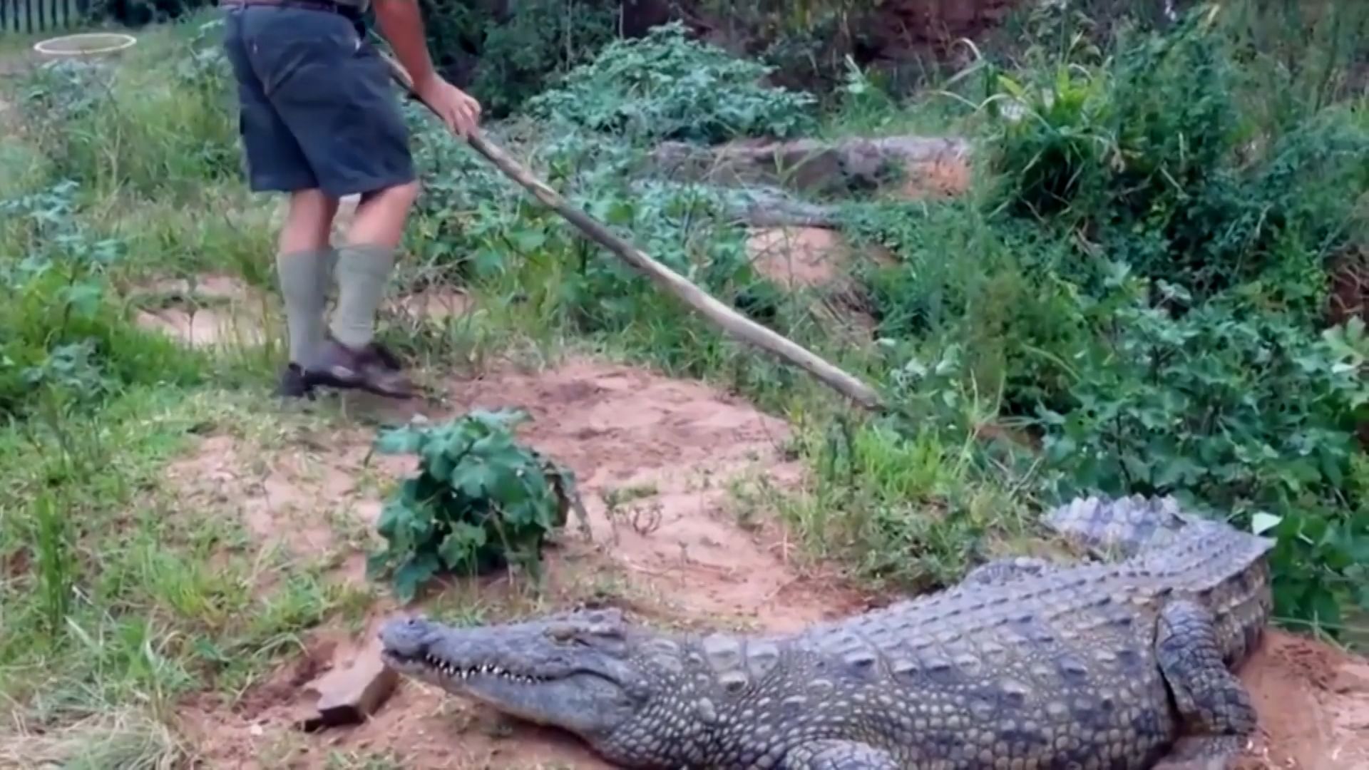 Video | A Man Pokes a Croc: See What Happens!