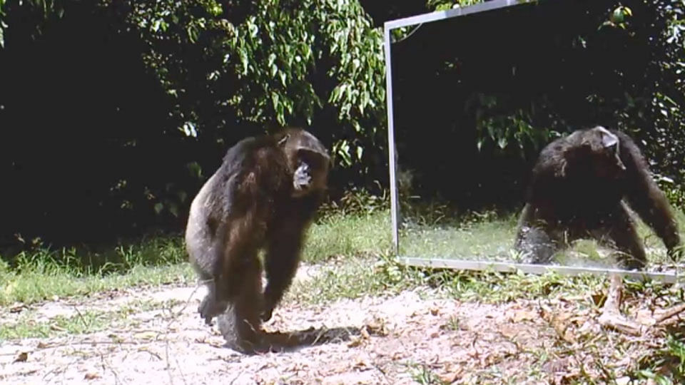 Chimp Sees Himself In A Mirror, Watch What He Does Next