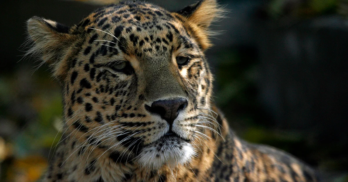 Infograph: India’s First Leopard Census Shows a Healthy Count