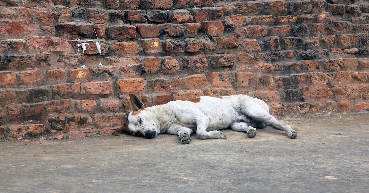 Hyderabad Municipal Corporation Spent Rs 5,000 Per Dog, Shows RTI