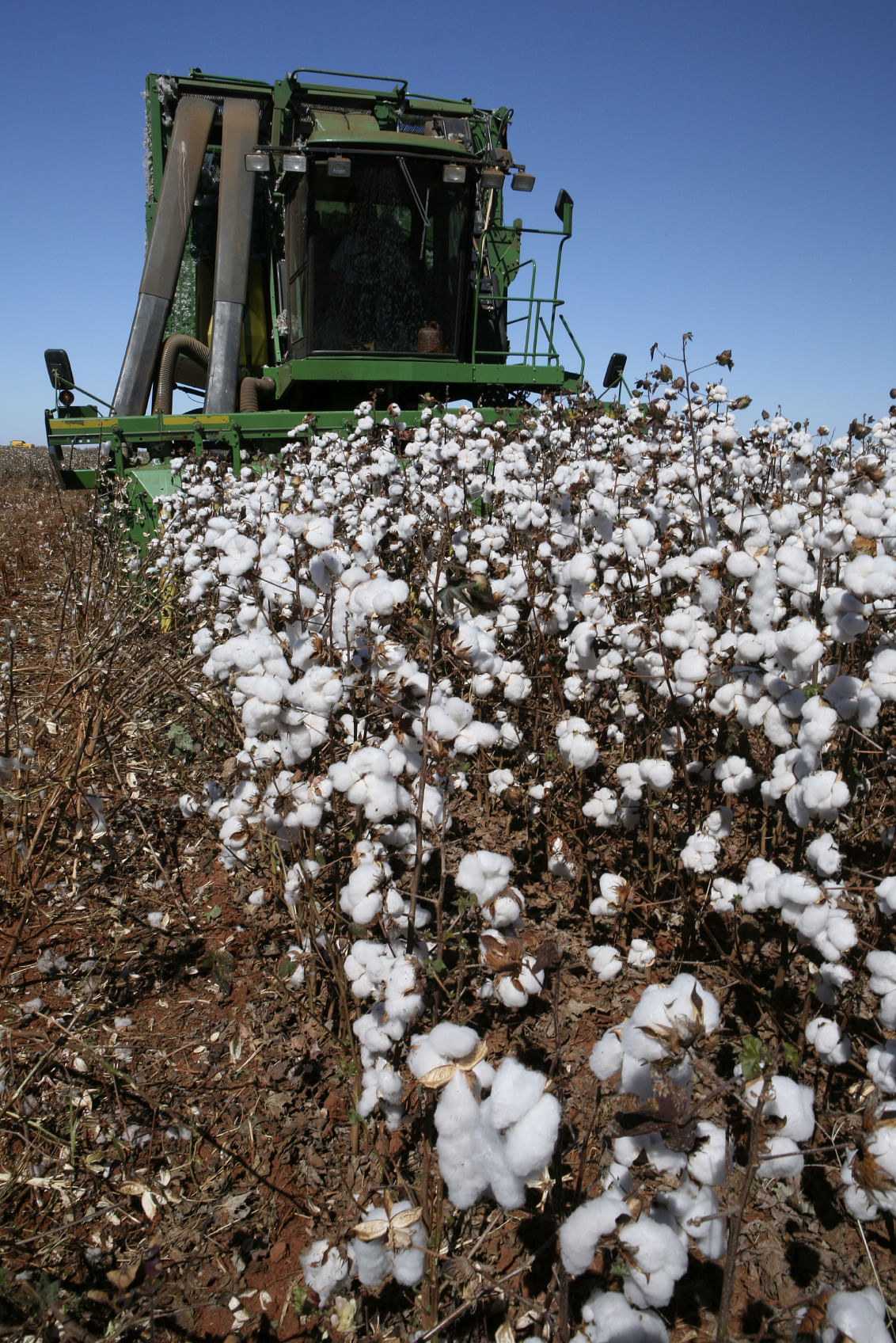 Mahyco-Monsanto Issues Termination Notices To Bt Cotton Licensees