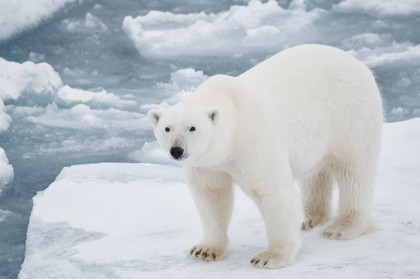 EQ: Green Clearances, Polar Bears, Mega Dams and More